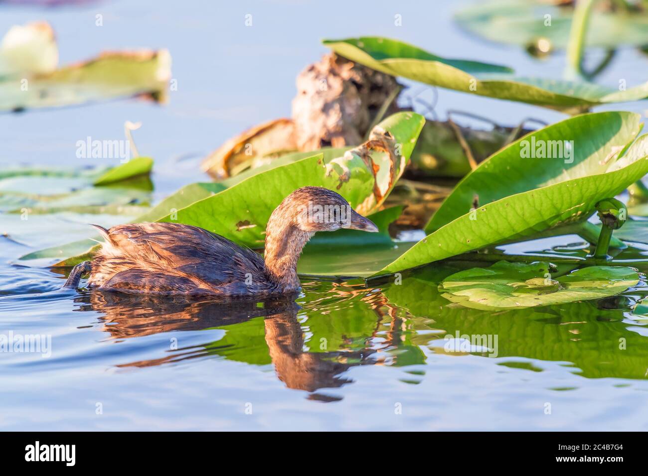 Grebe (Podilimbus podiceps) e la sua riflessione. Anhinga. Parco nazionale delle Everglades. Florida. STATI UNITI Foto Stock