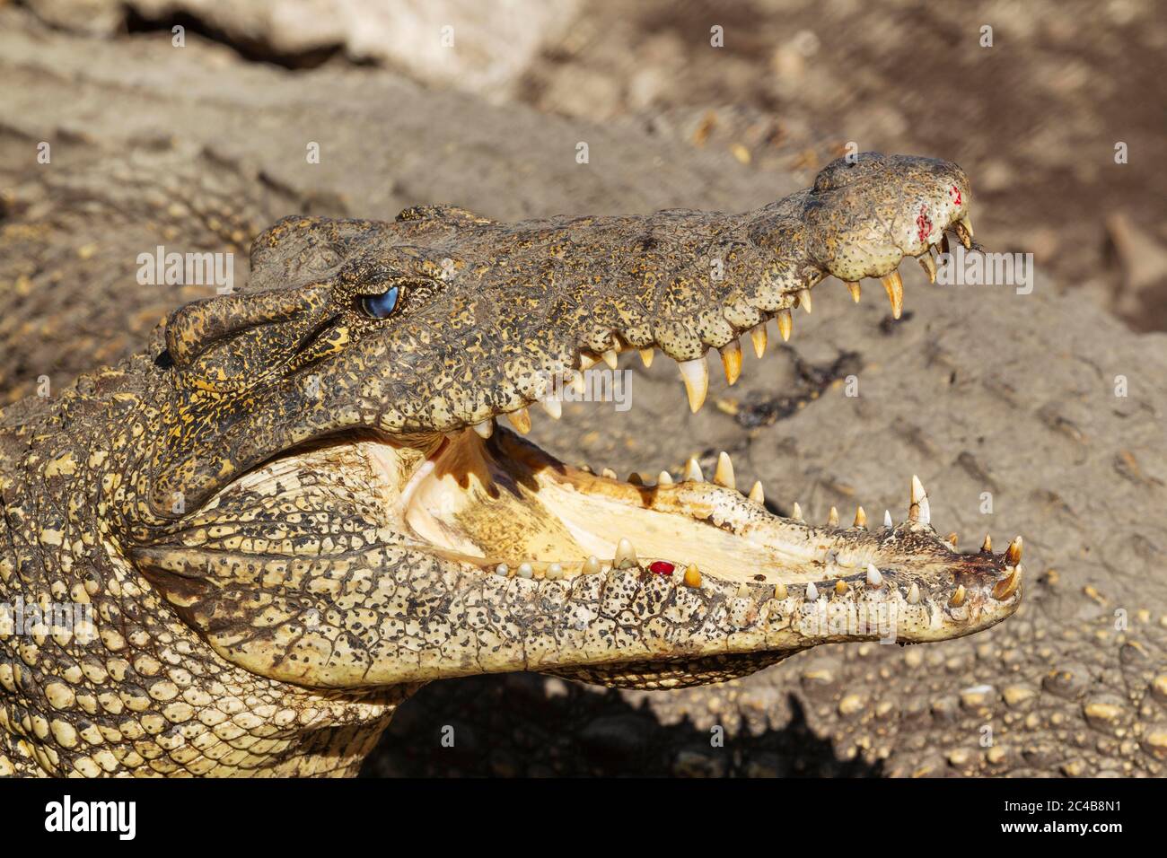 Coccodrillo cubano (Crocodylus rombifer), in pericolo critico, prigioniero in una fattoria di allevamento di coccodrilli, penisola di Zapata, Cuba Foto Stock