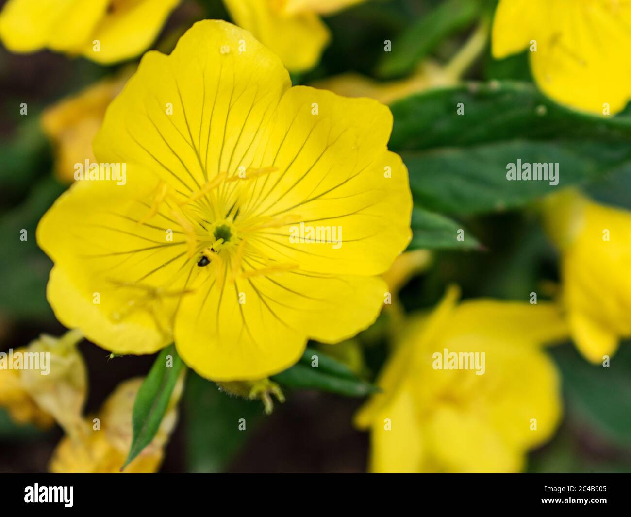 Fiori gialli di foglie strette, Oenotera fruttosa Foto Stock