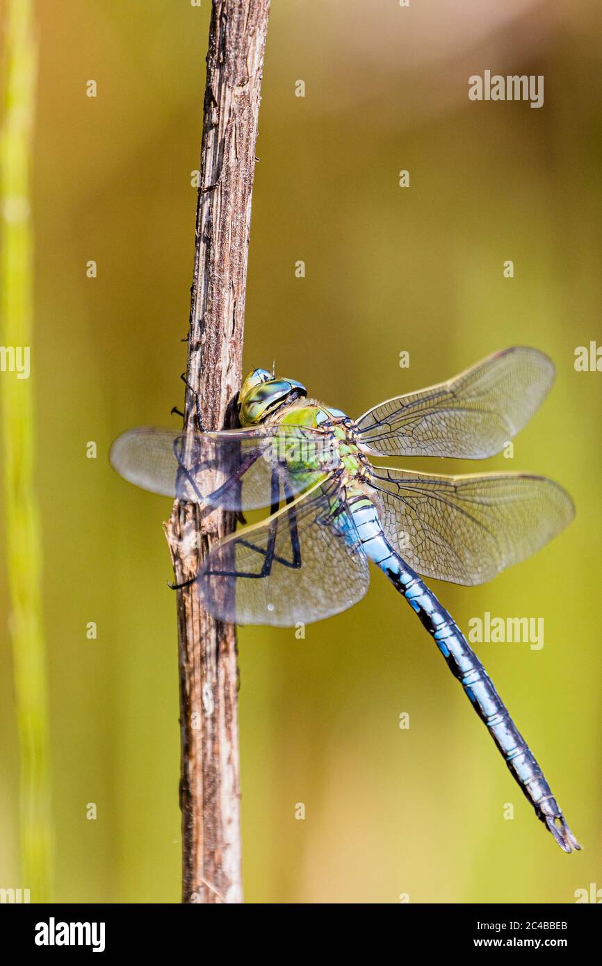 Un imperatore maschile libellula vicino a un laghetto giardino nel mezzo del Galles. Foto Stock