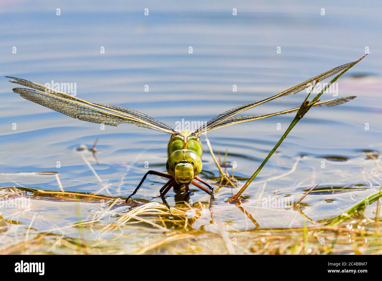 Una libellula dell'imperatore femminile depone le sue uova in un laghetto del giardino nel mezzo del Galles. Foto Stock