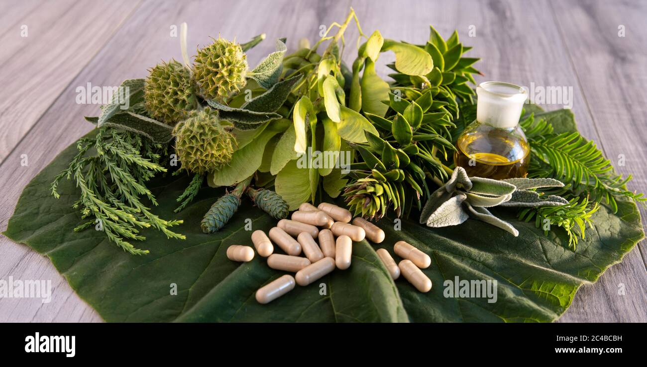 Preparazione a base di piante per autoriparazione Foto Stock