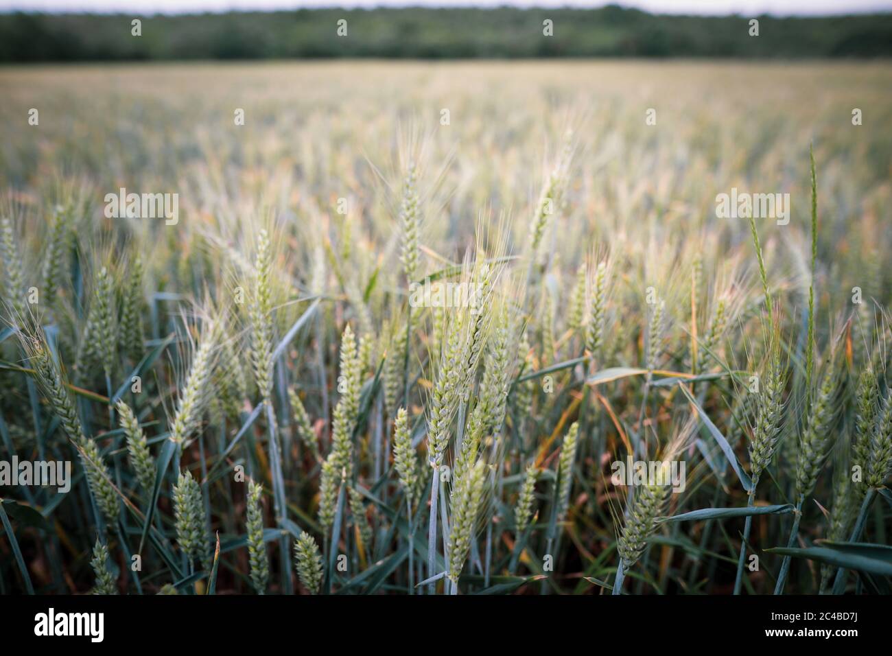 Dettagli con piante di grano giovani su un campo. Foto Stock