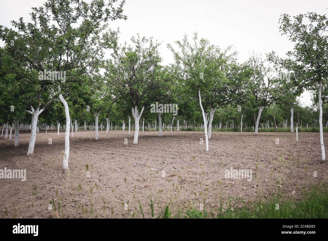 Frutteto di prugne con i tronchi di alberi dipinti di bianco contro roditori e boratori. Foto Stock