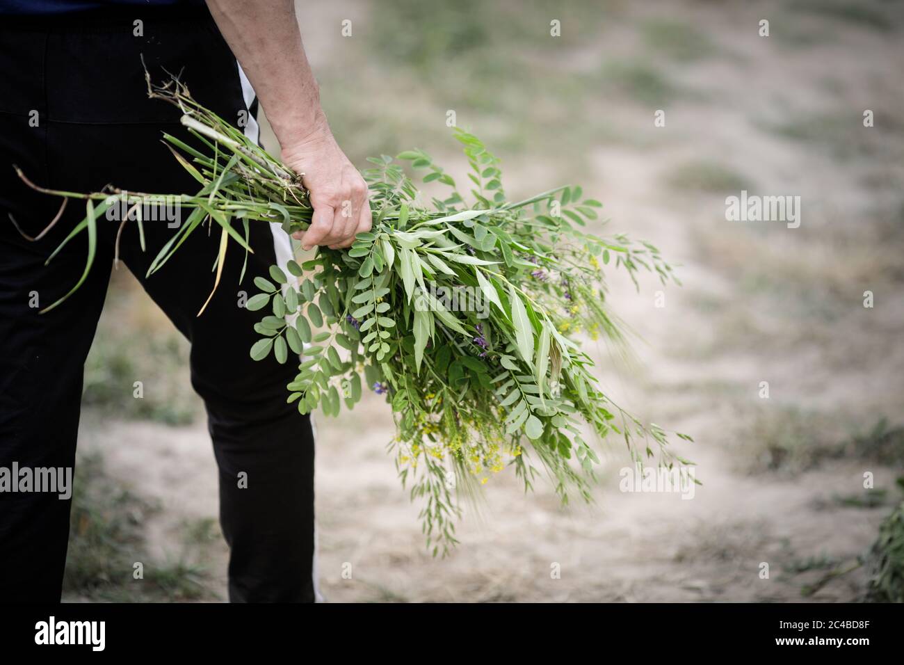 Dettagli con la mano di un uomo che tiene un bouquet di fiori selvatici. Foto Stock