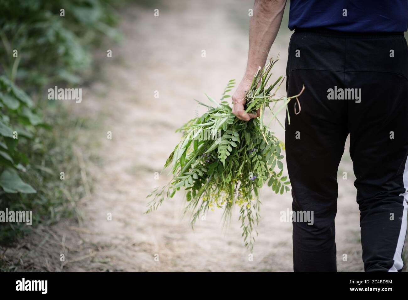 Dettagli con la mano di un uomo che tiene un bouquet di fiori selvatici. Foto Stock