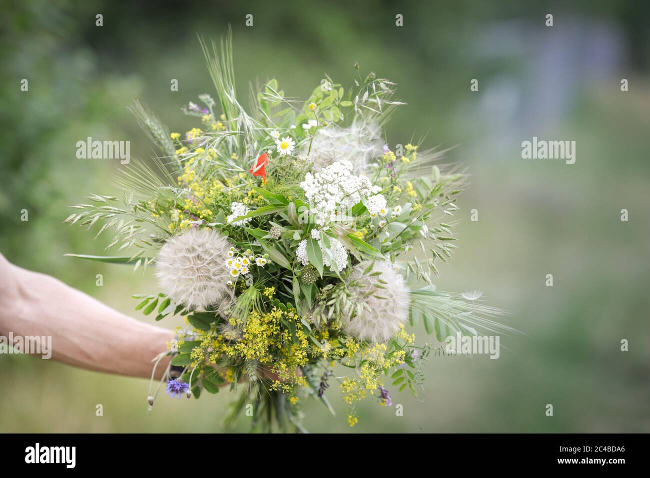 Dettagli con la mano di un uomo che tiene un bouquet di fiori selvatici. Foto Stock