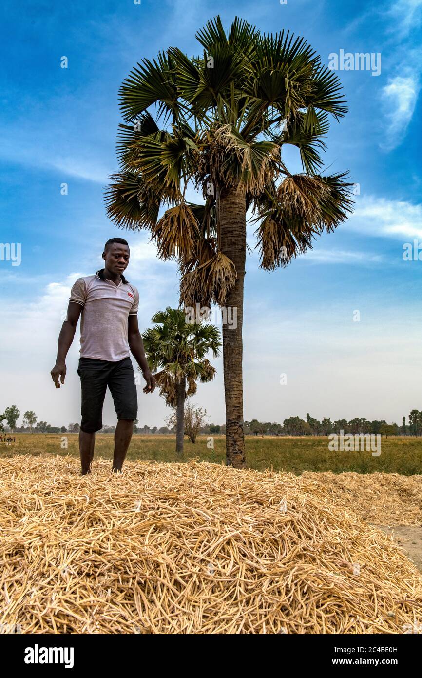 Raccolta di fagioli nella provincia di Savanes, togo del nord Foto Stock