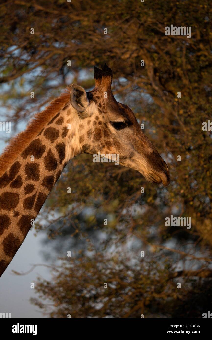 Testa di giraffa Foto Stock