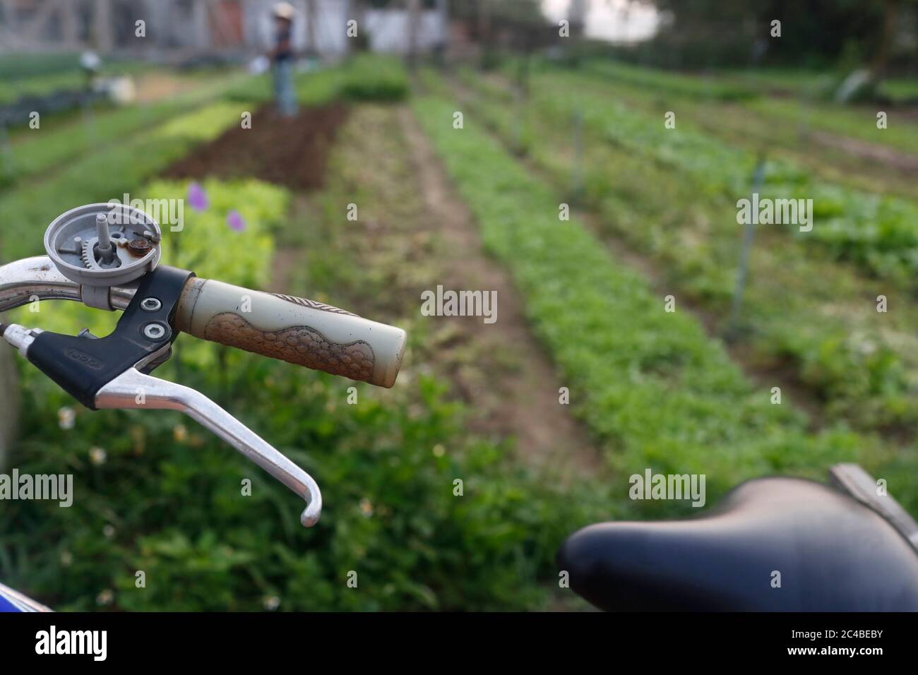 Giardini vegetali biologici in un villaggio tra que Foto Stock