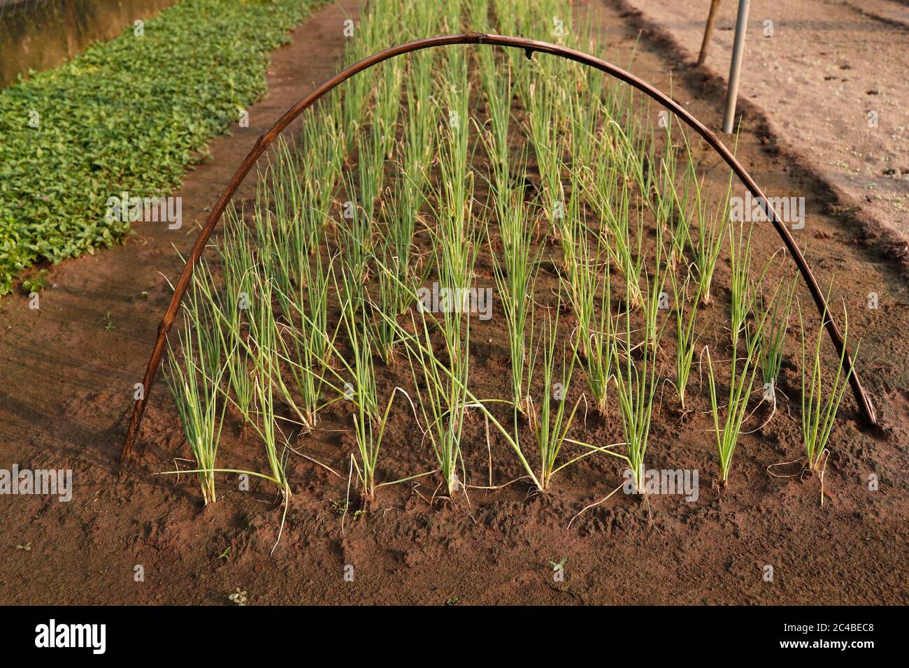 Giardini vegetali biologici in un villaggio tra que Foto Stock