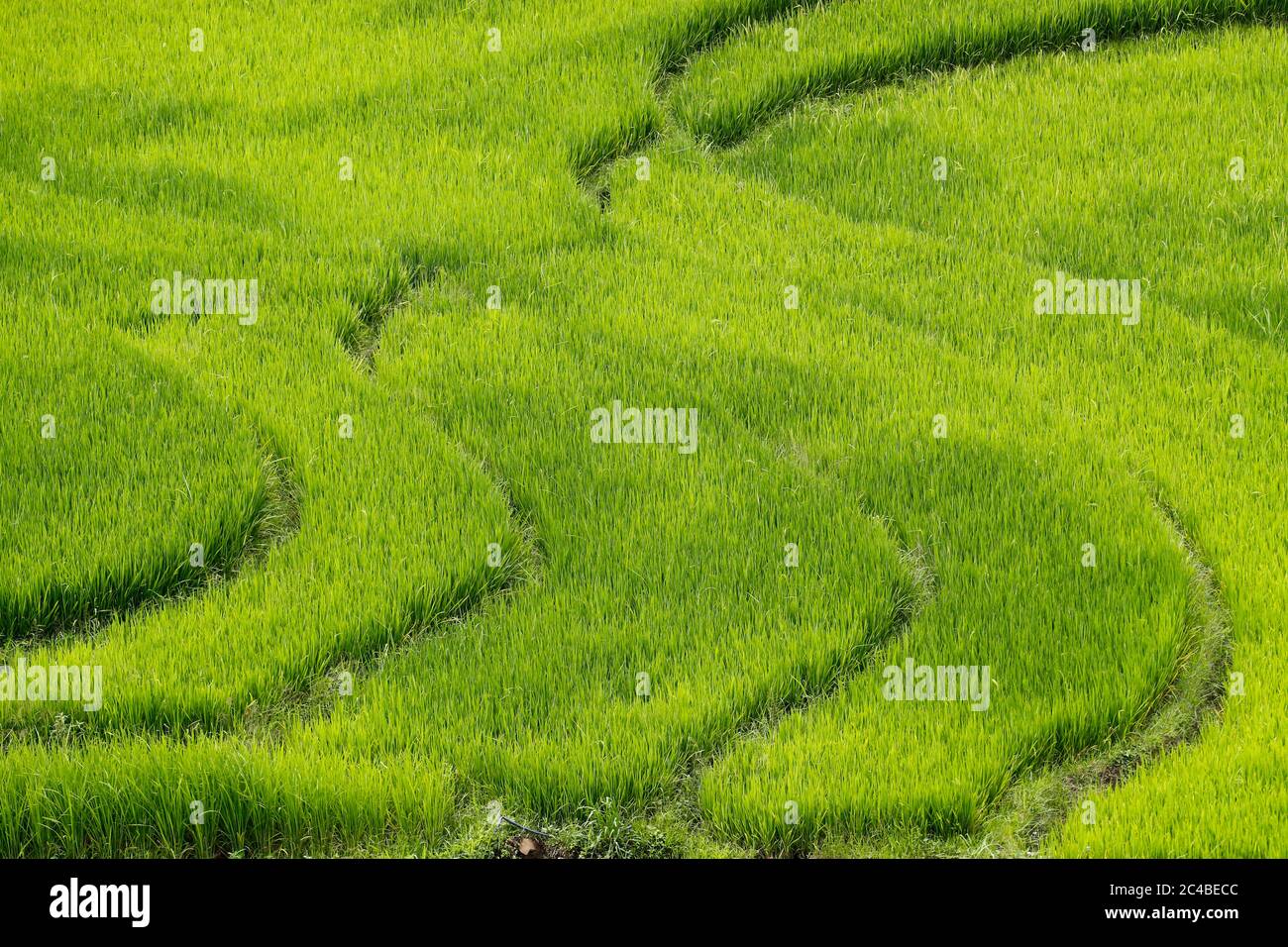 Risaie su terrazzati Foto Stock