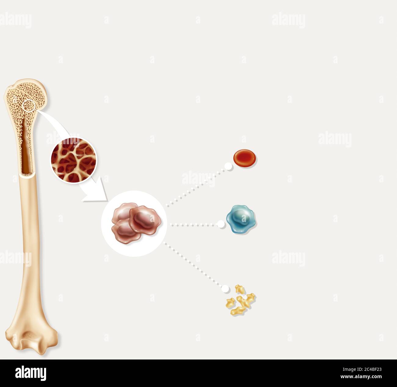 Midollo osseo, cellule staminali, ematopoiesi. Il midollo osseo si trova nelle ossa, principalmente nelle ossa sternali, nelle ossa iliache e nella testa del femore Foto Stock