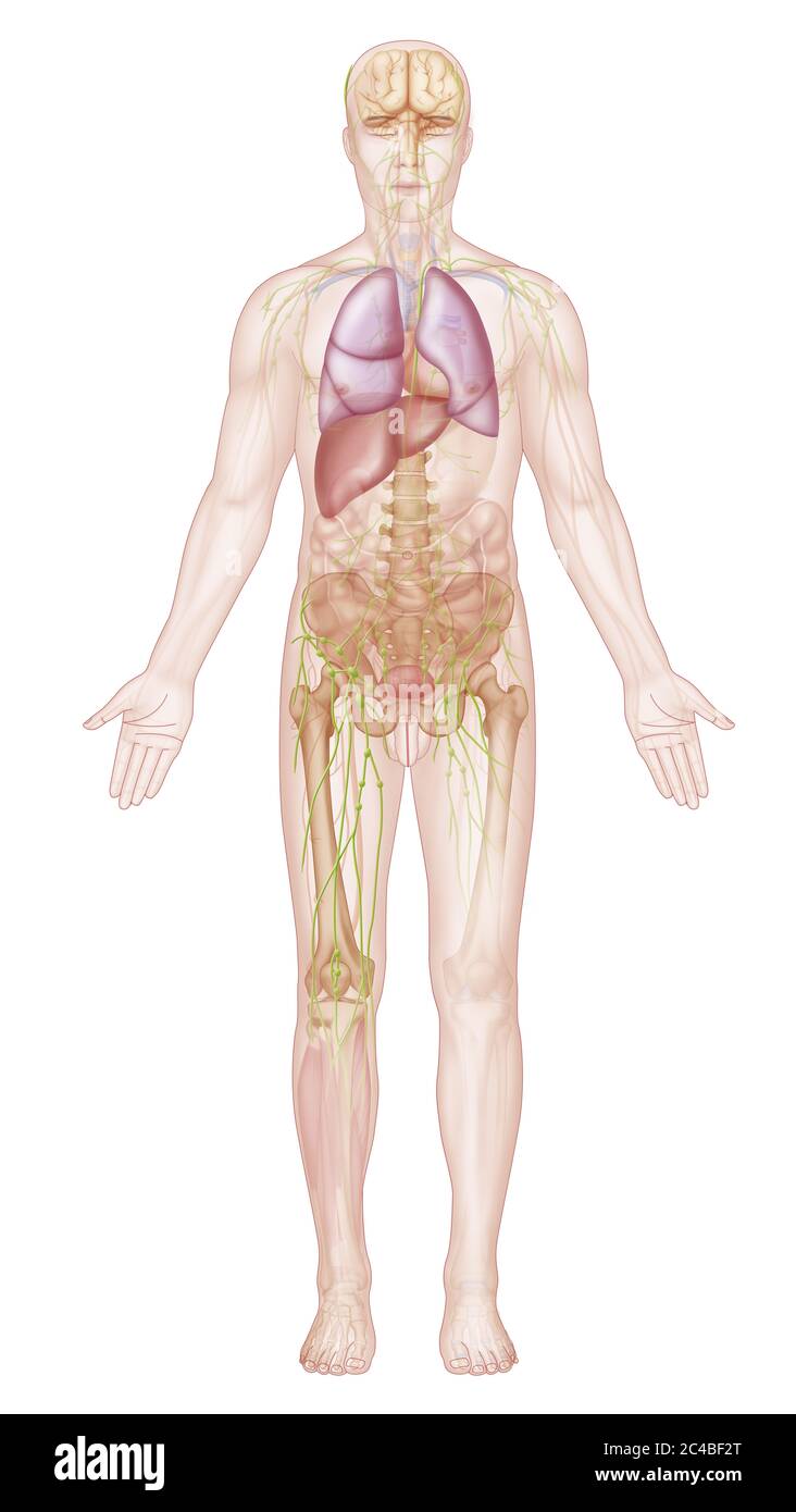 Organi, e anatomia umana, scheletro, sistema linfatico pelvico. Questa  illustrazione rappresenta l'anatomia generale in una sagoma maschile in  posi anatomici Foto stock - Alamy