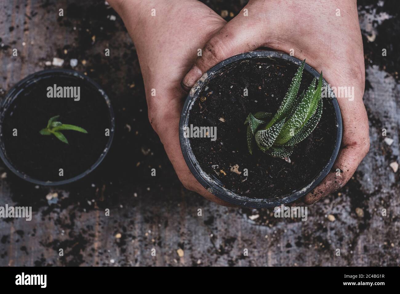 Persona che potando su le piante succulente piccole. Foto Stock