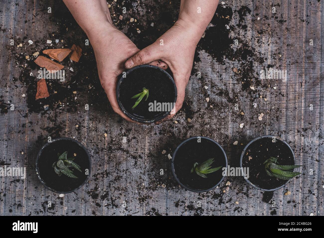 Persona che potando su le piante succulente piccole. Foto Stock