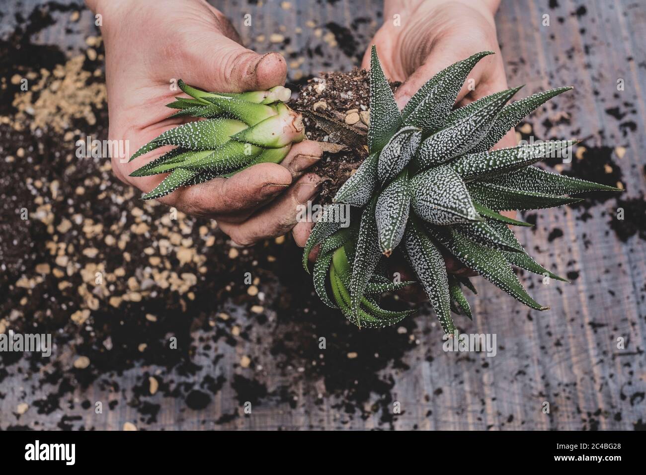 Persona che potando su le piante succulente piccole. Foto Stock