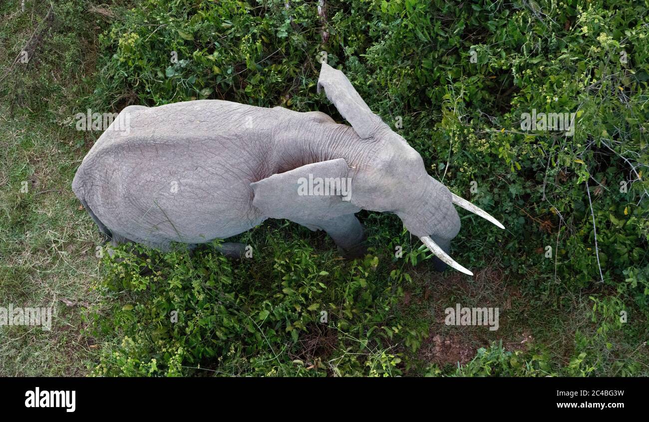Elefante africano (loxodonta africana) in savana Foto Stock