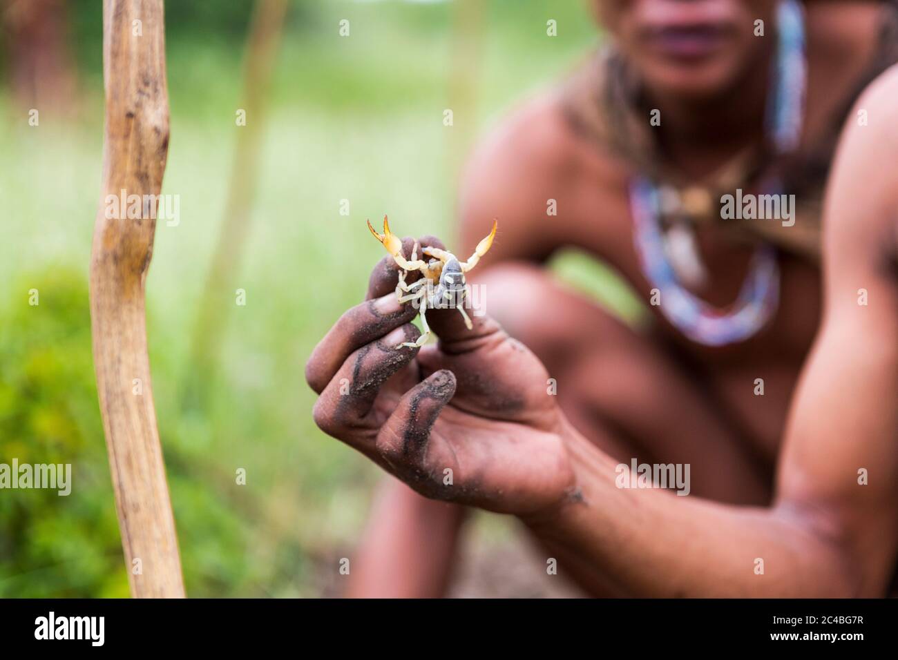 Primo piano di Boscimani che tiene scorpione, Botswana Foto Stock