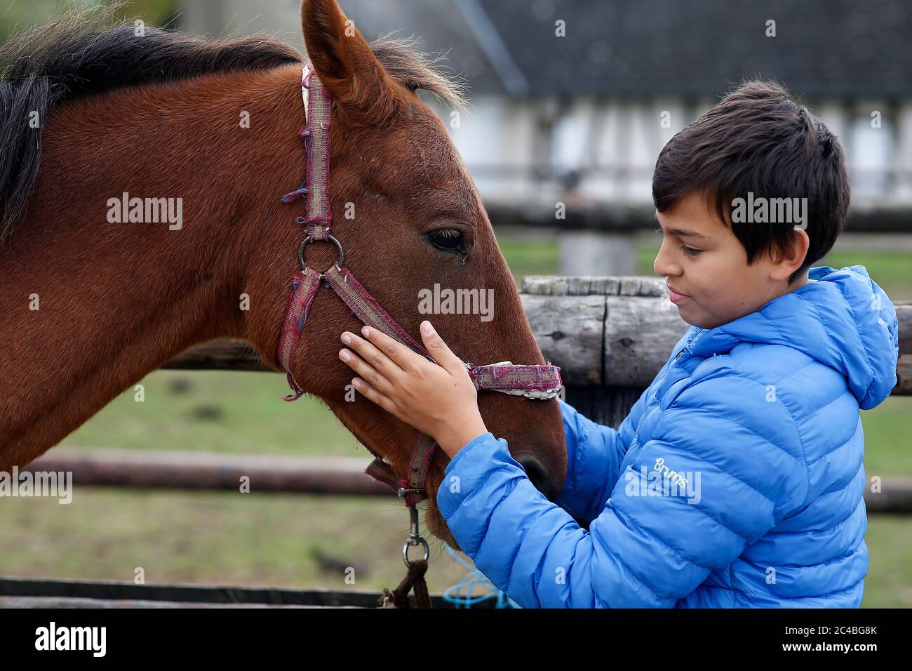 Adolescente che prepara un poney a beaumesnil, francia Foto Stock