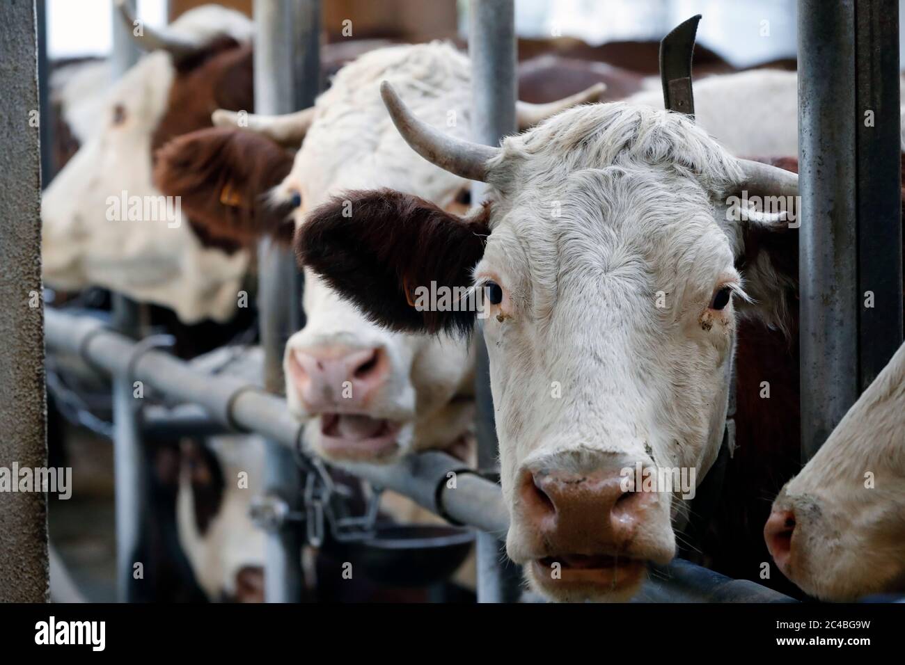 Le mucche in fattoria Foto Stock