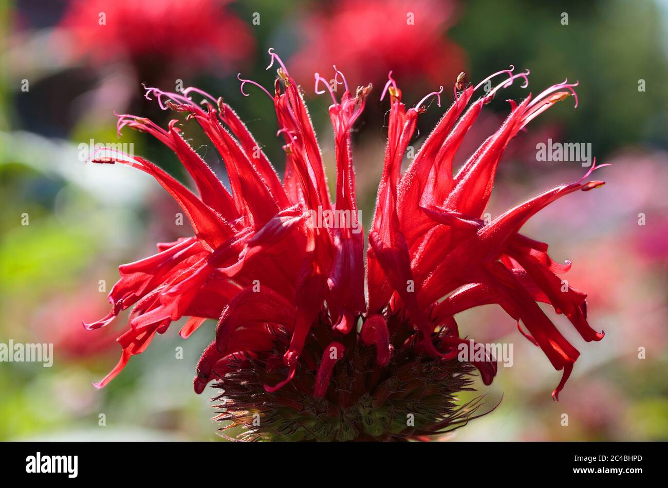 una macro di dettaglio di un fiore rosso brillante di monarda in piena fioritura, chiamato anche balsamo o caverna d'api, originario del nord america Foto Stock