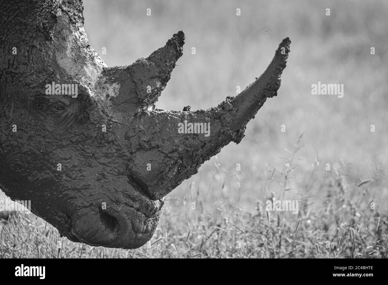 Un primo piano della testa di un rinoceronte bianco, Ceratotherium simum, ricoperto di fango, profilo laterale, nero e bianco Foto Stock