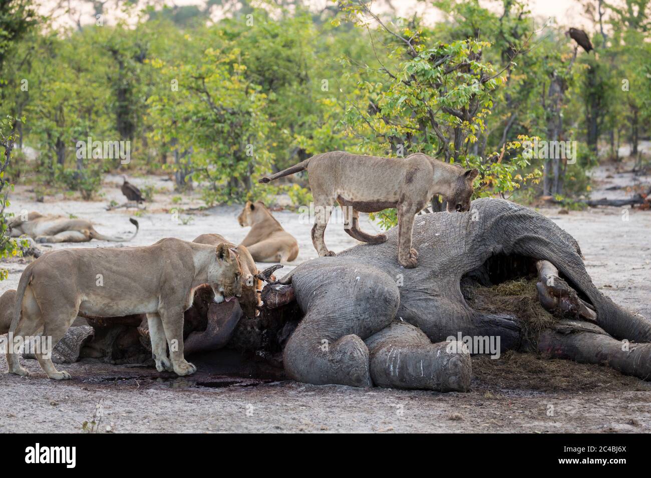 Un orgoglio di leoni femminili che si nutrono su una carcassa di elefante morto. Foto Stock