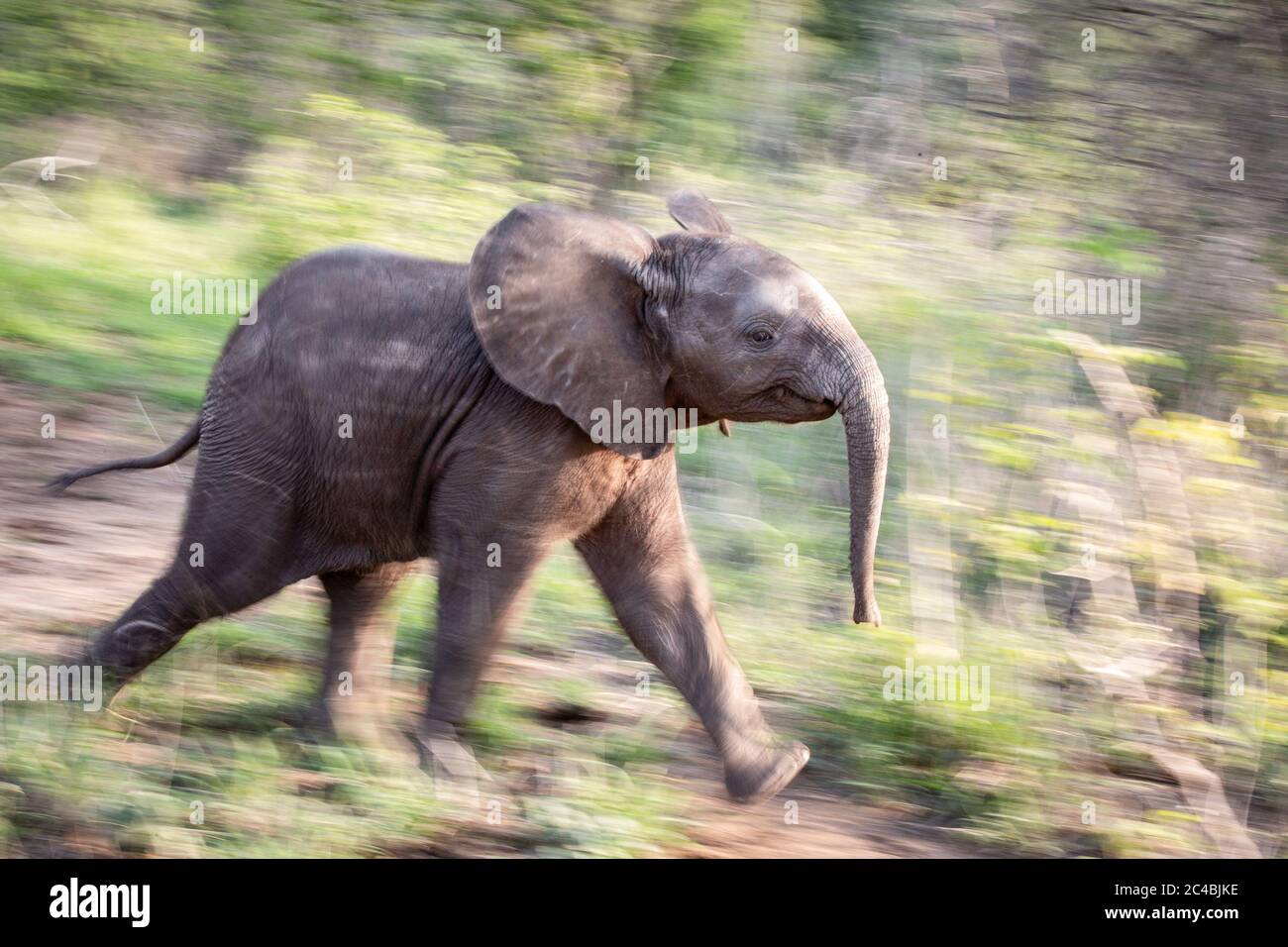 Un profilo laterale di un vitello elefante, Loxodonta africana, che corre attraverso il verde, sfocatura movimento Foto Stock