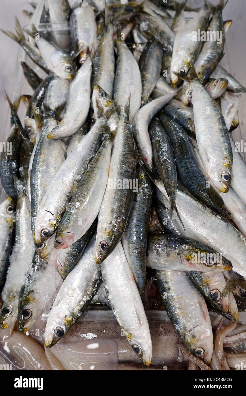 Sardine fresche in mostra presso UN mercato in Portogallo Foto Stock