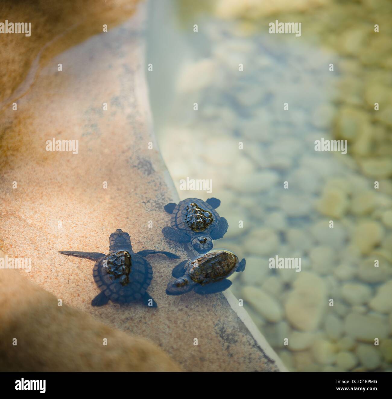 Baby tartarughe marine nuotare in una piscina, Brasile Foto Stock