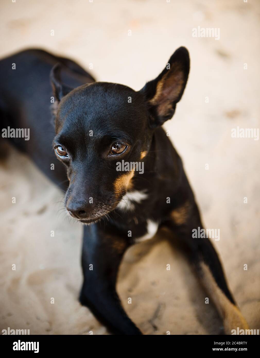 Ritratto di un piccolo cane sulla spiaggia, morro de sao paulo, Brasile, Sud America Foto Stock