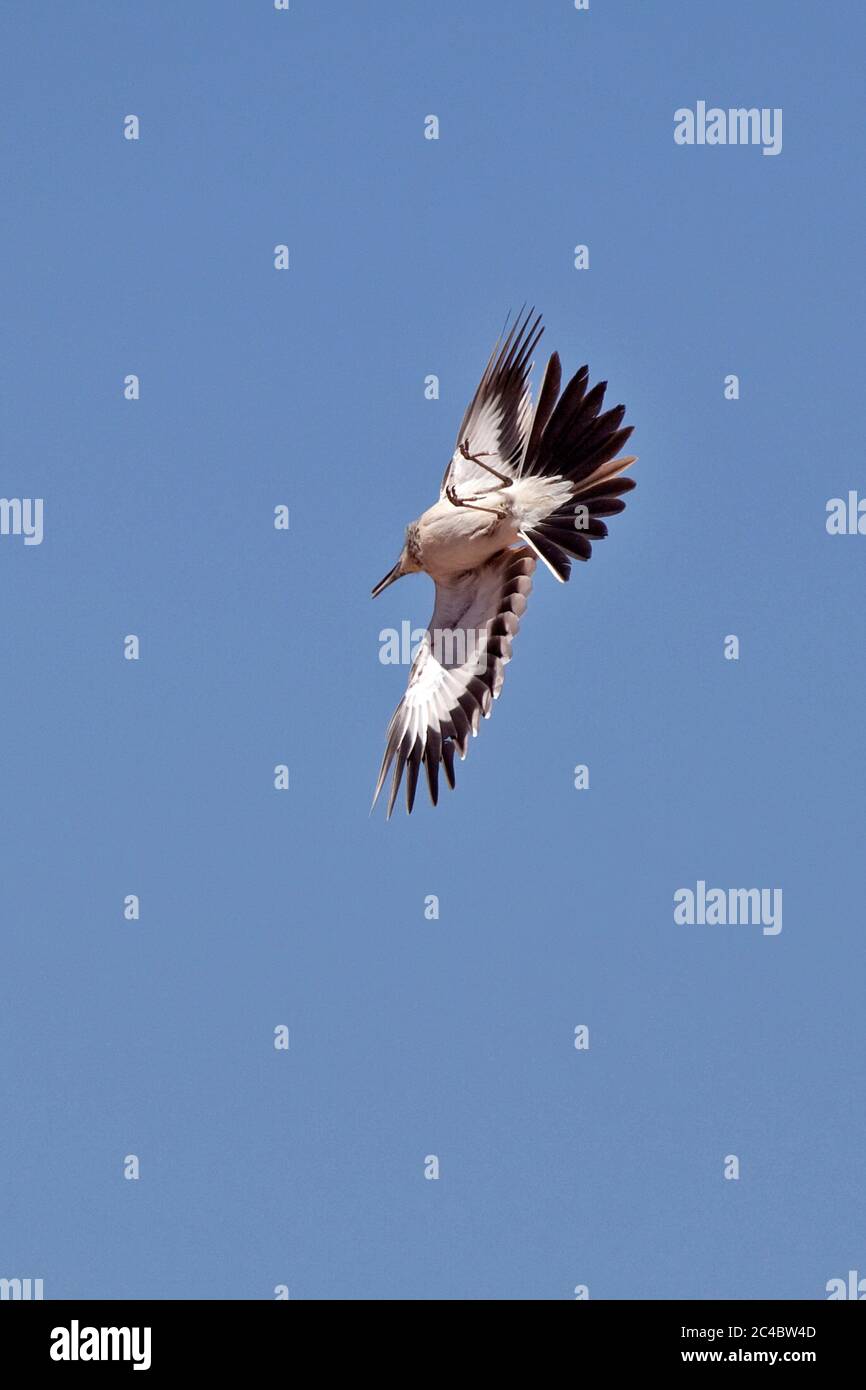 Lark di hoopoe, lark bifasciato (Alaemon alaudipes, Alaemon alaudipes alaudipes), maschio in volo di esposizione, Marocco Foto Stock