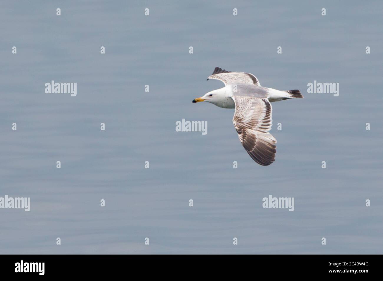 Caspian Gull (Larus cachinnans, Larus cachinnans cachinnans), seconda estate Caspian Gull in volo, Azerbaigian Foto Stock
