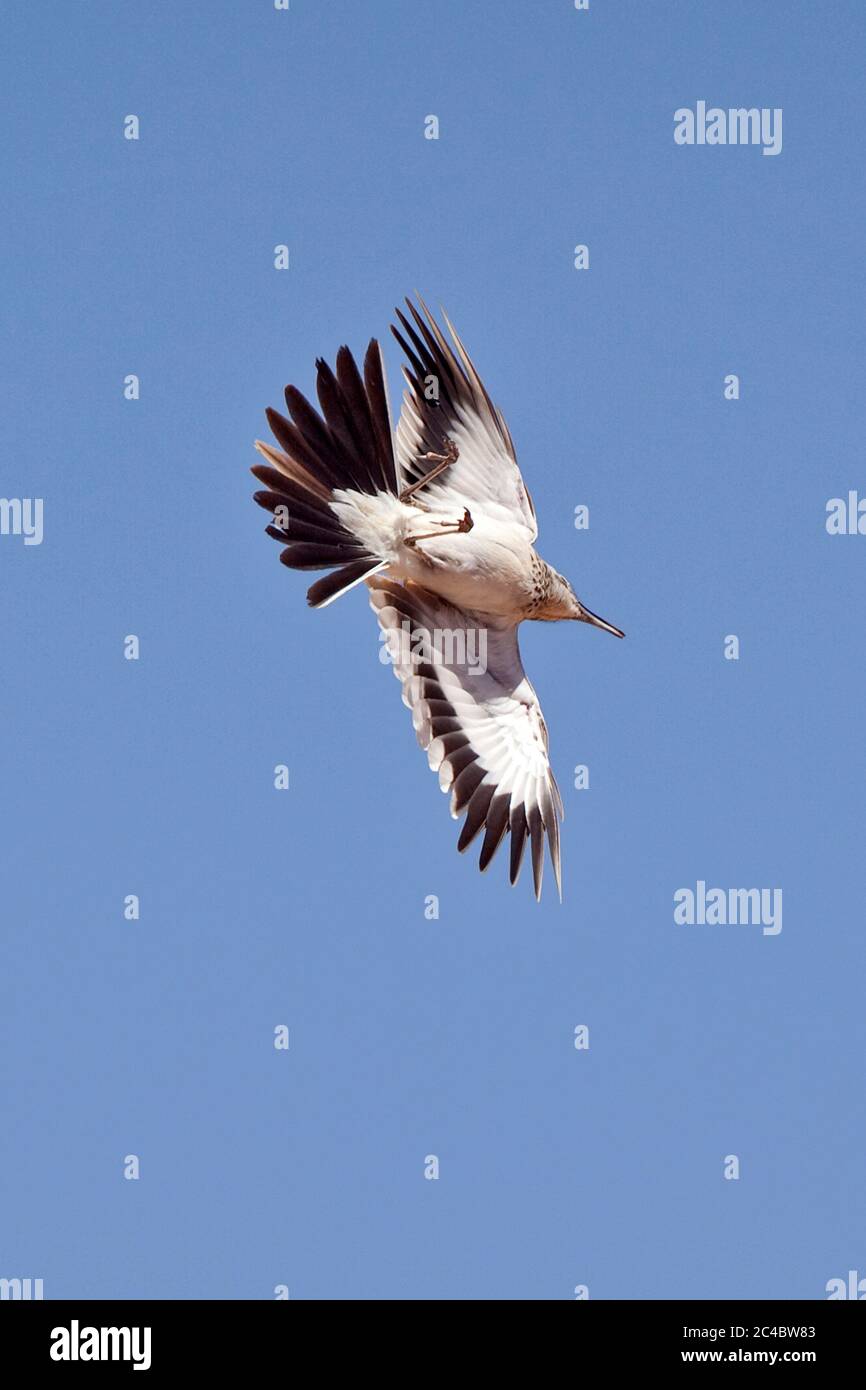 Lark di hoopoe, lark bifasciato (Alaemon alaudipes, Alaemon alaudipes alaudipes), maschio in volo di esposizione, Marocco Foto Stock