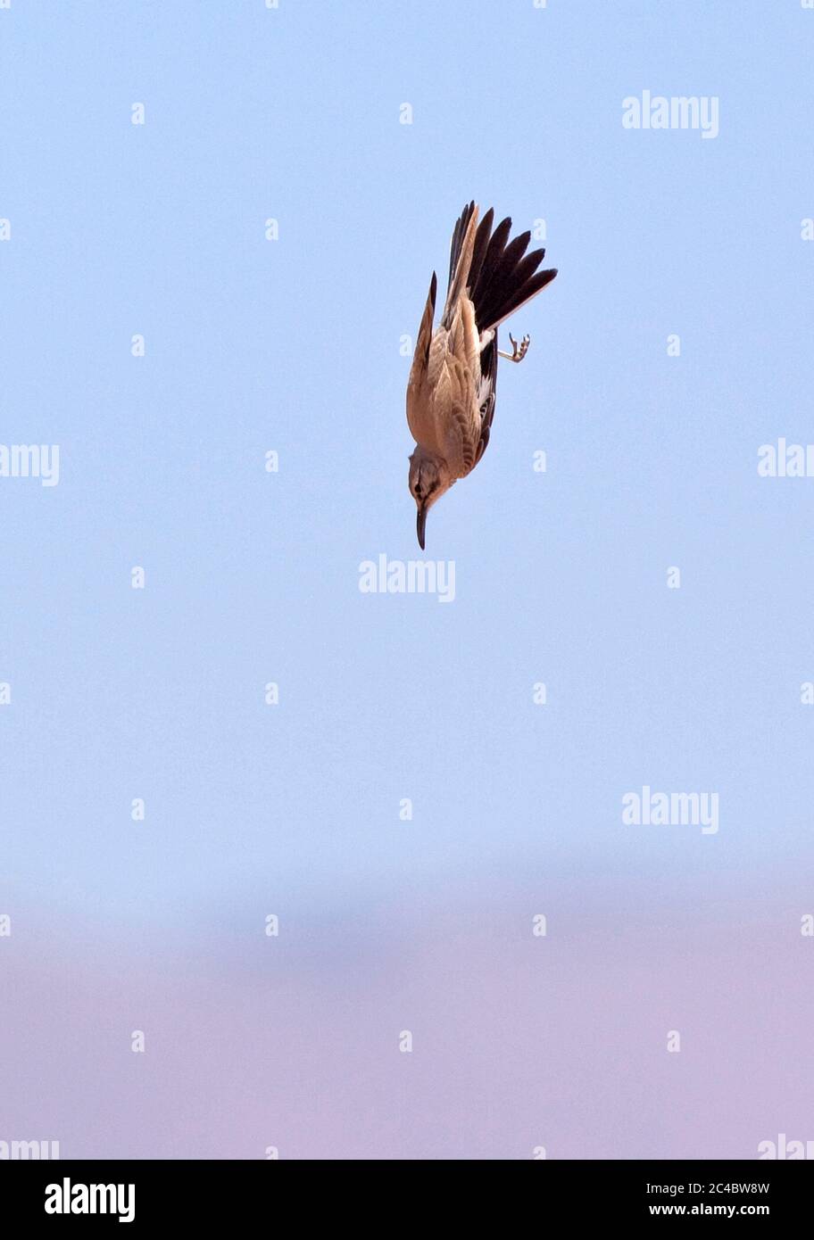 Lark di hoopoe, lark bifasciato (Alaemon alaudipes, Alaemon alaudipes alaudipes), maschio in volo di esposizione, vista laterale, Marocco Foto Stock