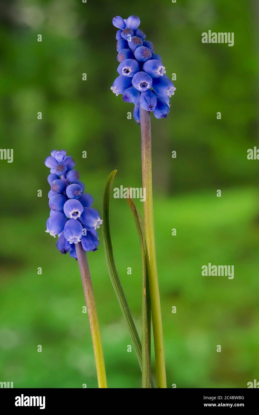 Uva armeno-giacinto (Muscari armeniacum), fioritura Foto Stock