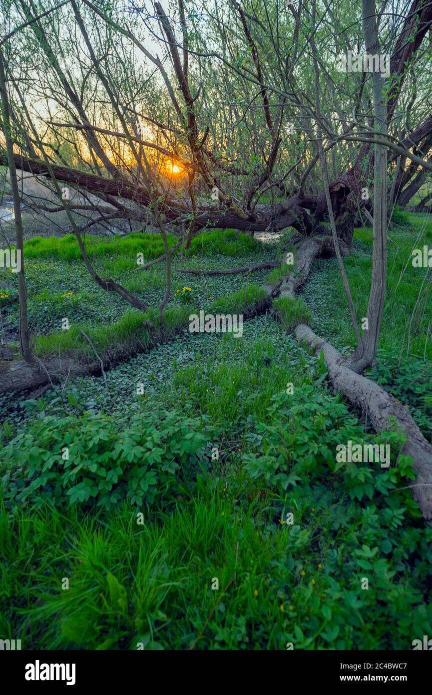 Salice bianco (Salix alba), foresta alluvione pianura riserva naturale Heuckenlock al tramonto, Germania, Amburgo Foto Stock