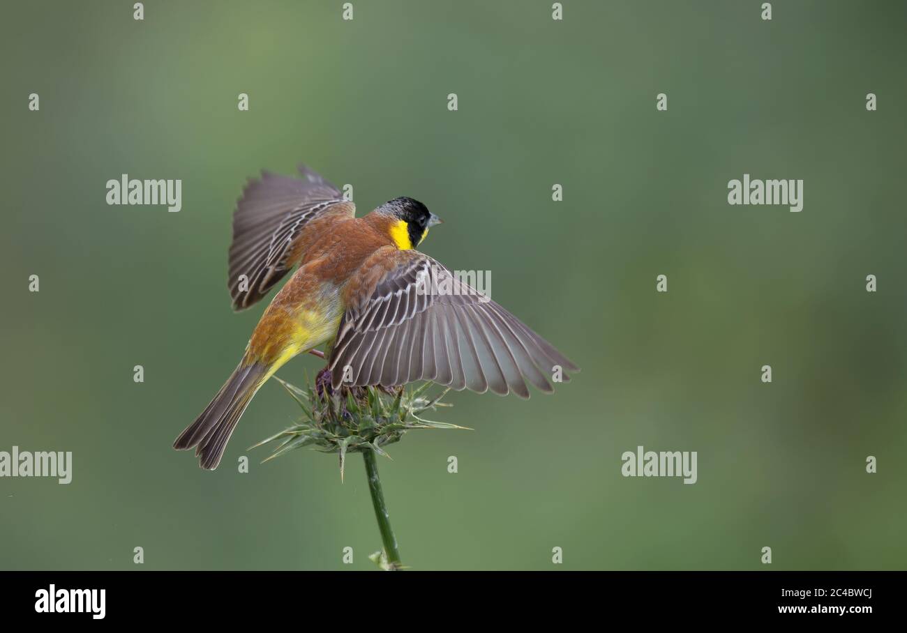 Conigliatura a testa nera (Emberiza melanocephala), maschio adulto, ali sparse su un fiore di cardo, Georgia, Monastero di David Gareja Foto Stock