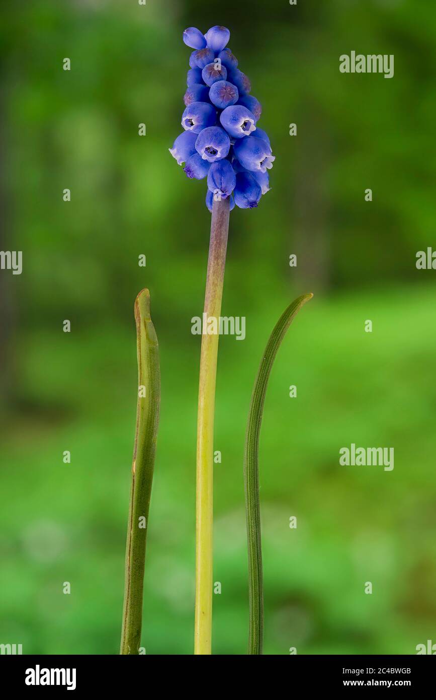 Uva armeno-giacinto (Muscari armeniacum), fioritura Foto Stock