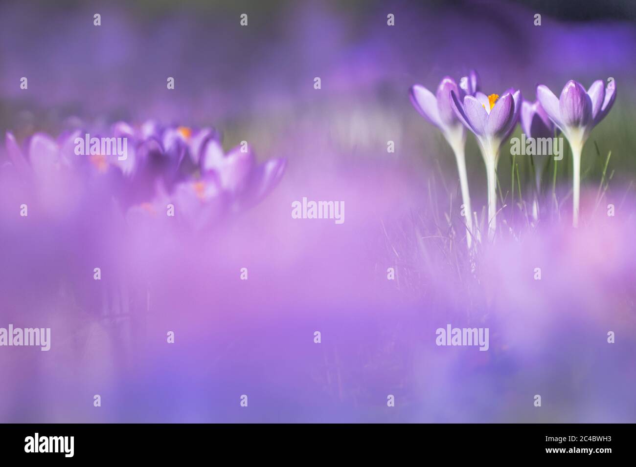 Primo Crocus, Crocus di Bosco, Crocus tommasinianus di Tomasini, fioritura, Olanda, Frisia Foto Stock