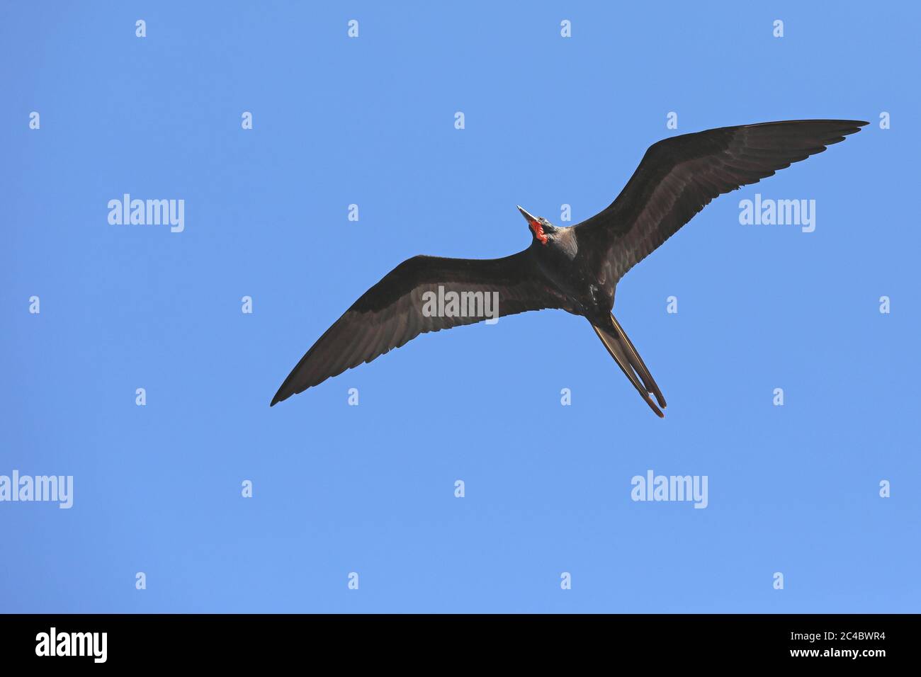 Magnifico uccello fregata (Fregata magnificens), maschio in volo, vista dal basso, Costa Rica Foto Stock