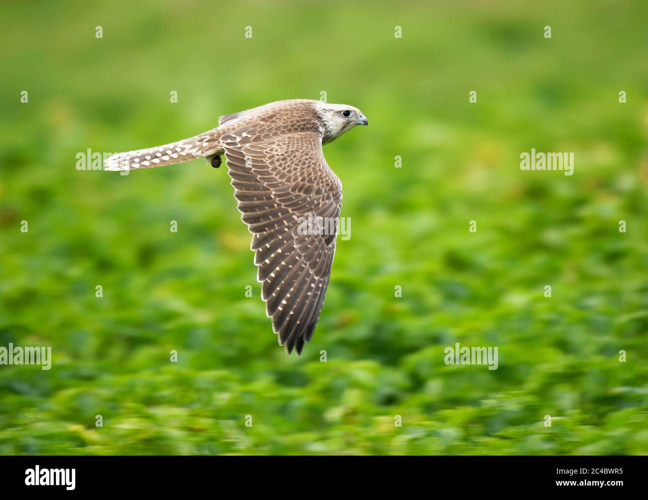 SAKER falcon (Falco cherrug), uccello falco sfuggito con una campana di jingle e una cinghia corta in volo, Finlandia, Vaasa Foto Stock