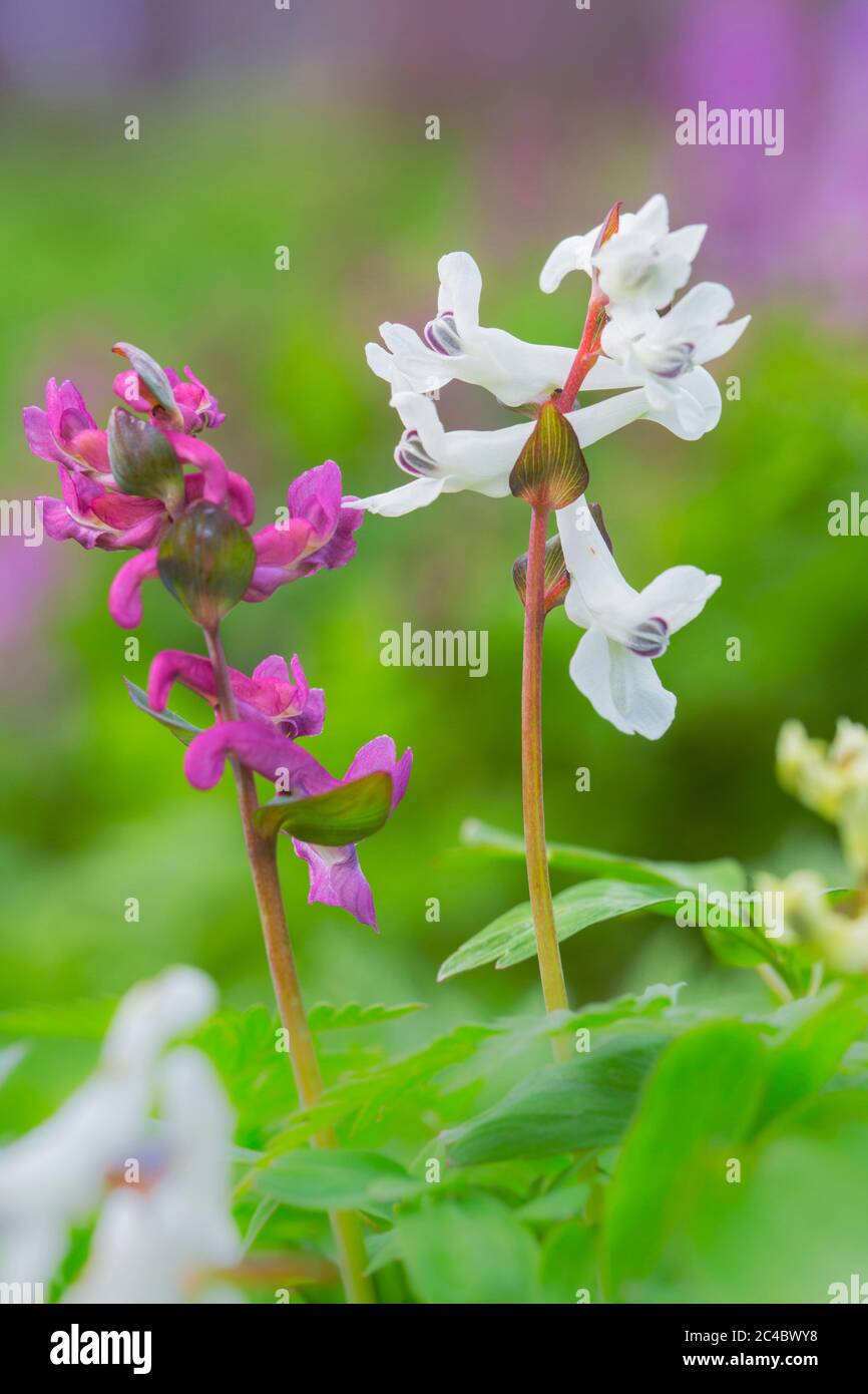 Bulbo corydalis, fumewart (Corydalis cava, Corydalis bulbosa), con fiori viola e bianchi, Paesi Bassi, Drenthe Foto Stock
