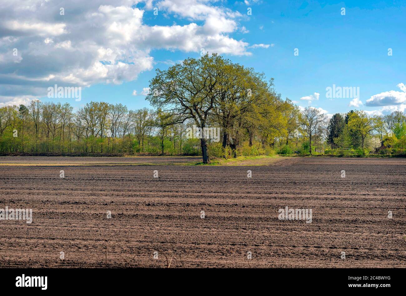 Siepe banca con querce in un campo vicino a Lieth in primavera, Germania, Schleswig-Holstein, mentisce Foto Stock
