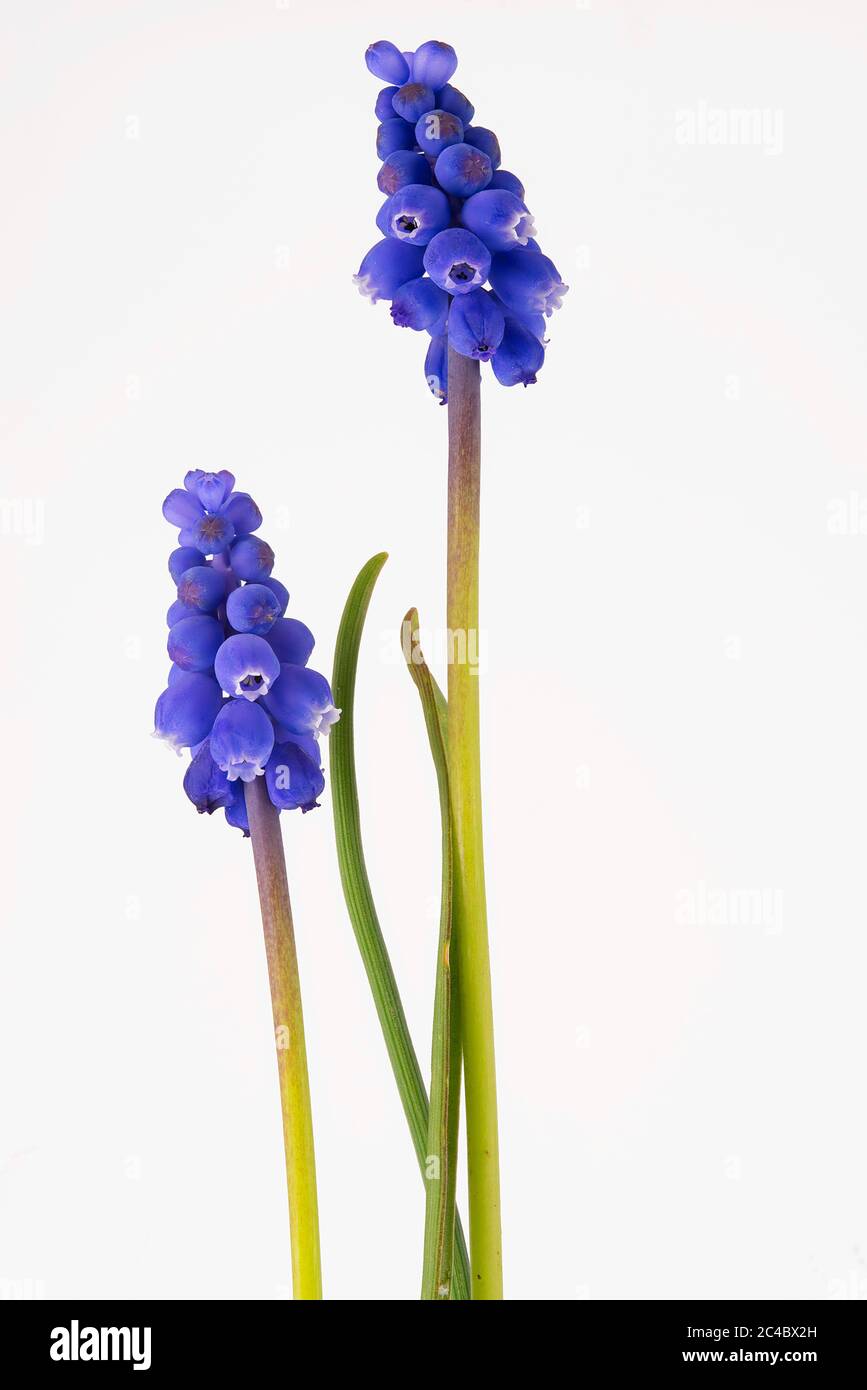 Iacinto armeno (Muscari armeniacum), fioritura, taglio Foto Stock
