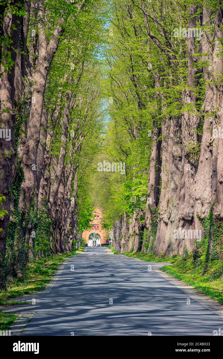 basswood, tiglio, tiglio (Tilia spec.), Lime Tree Alley a Schoenboeken Estate, Germania, Schleswig-Holstein, Bordesholm Foto Stock