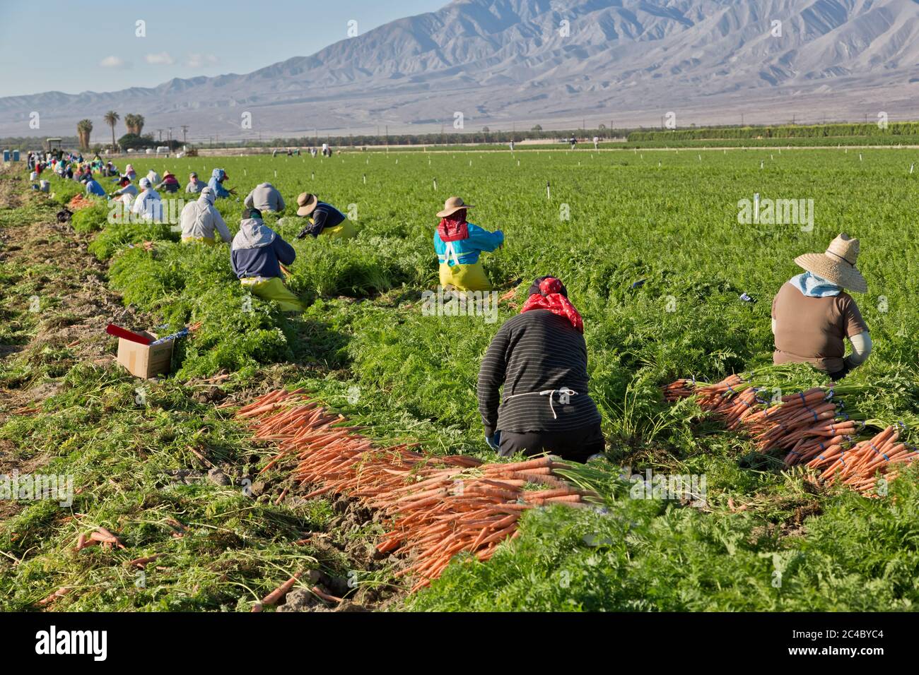 Lavoratori agricoli ispanici che raccolgono il campo di carote biologiche "Deauus carota", piantagione di palma da dattero in lontananza, Valle di Coachella, Foto Stock