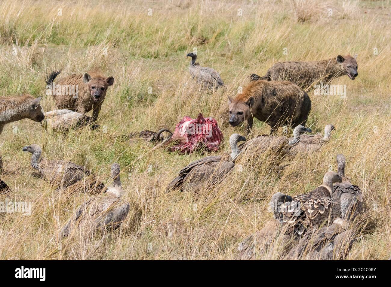 Iena macchiata, o iena ridente, Crocuta croccuta, nutrendo su wildebeest blu, Connochaetes taurinus, e avvoltoio bianco-backed, Gyps africanus, lookin Foto Stock
