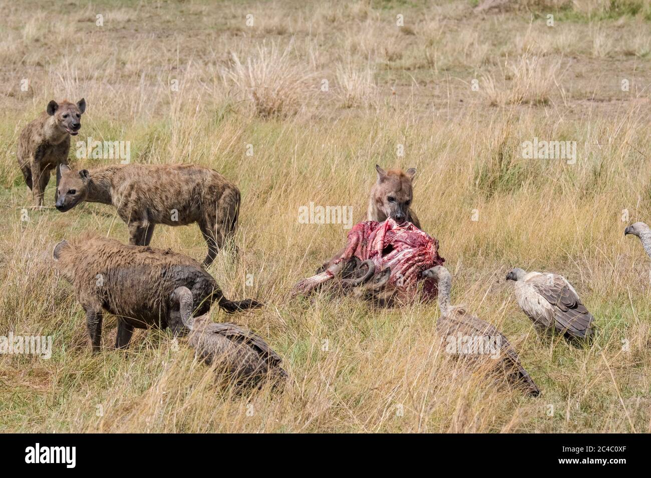 Iena macchiata, o iena ridente, Crocuta croccuta, nutrendo su wildebeest blu, Connochaetes taurinus, e avvoltoio bianco-backed, Gyps africanus, lookin Foto Stock